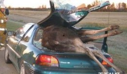 爆料热线车祸新闻最新,细节曝光引关注